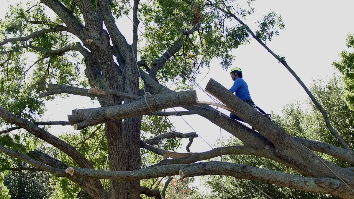 Professional Crown Thinning performed by certified arborists in Feeding Hills