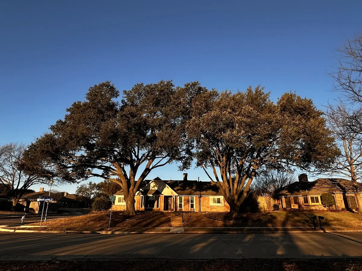 Established residential canopy tree shading a home in Feeding Hills